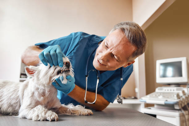 Best Emergency Dentist for Knocked-Out Tooth in Granville, WV